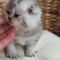 Британские котята, разного возраста, большой выбор фото 15