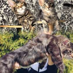 Котята мейн-кун