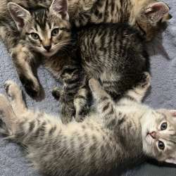 Котята, две милые девочки