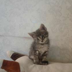 Котенок в Якутске фото 3