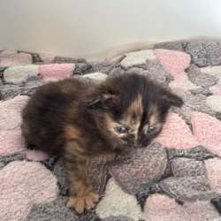 Котенок