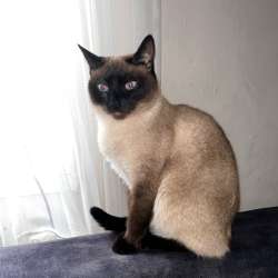 Кошка тайская
