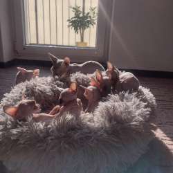 Котята. Канадский сфинкс. Варшава фото 8