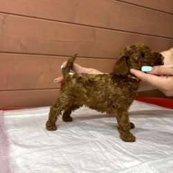 Карликовый Пудель Poodle фото 16