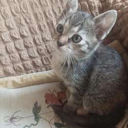 Котенок девочка ищет новый дом в Москве фото 4