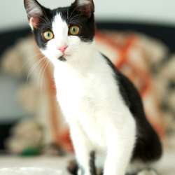 Котенок Котя ищет семью