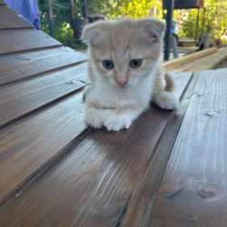 Котята ищут дом в Краснодаре фото 5
