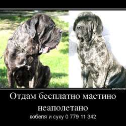 Продаются щенки немецкой овчарки! фото 13