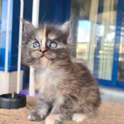 Котята Мейн Кун 300 евро фото 6