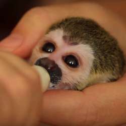 Обезьянка ищет ответственную, обеспеченную Семью. Monkey фото 12