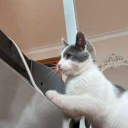 Котенок в добрые руки