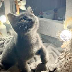 Шотландские котята в Санкт-Петербурге фото 13