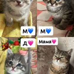 ОТДАМ КОТЯТ☺️