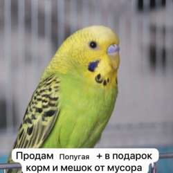 Продается попугая