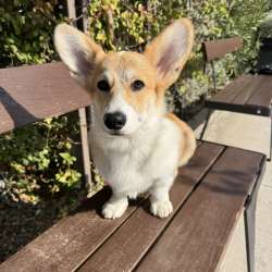 Pembroke Welsh Corgi