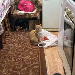 Отдам в добрые руки рыжую в Пятигорске