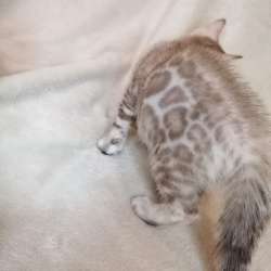 Snow Bengal cat