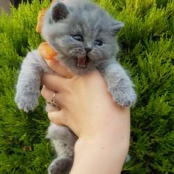 Красивые шикарные котята фото 3