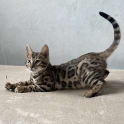 Available Bengal kittens фото 7