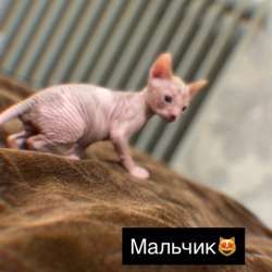 Продаются котята сфинкс