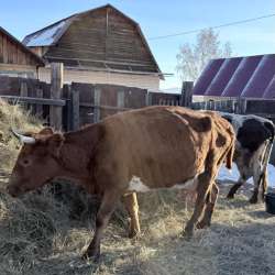 Продам корову