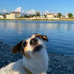 Выгул собак в Адлере фото 5