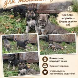Щенки