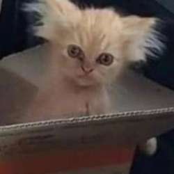 Продам милого котика