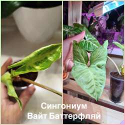 Домашние растения в Москве