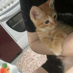 Отдадим кота