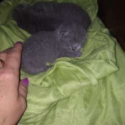 Scottish Fold, schottische Katze фото 3