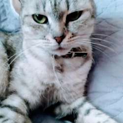 2-летняя кошечка Грейси даром