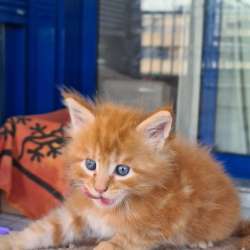 Котята Мейн Кун 300 евро фото 4