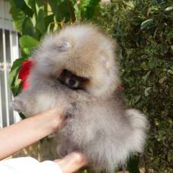 Pomeranian boo male. 2 months