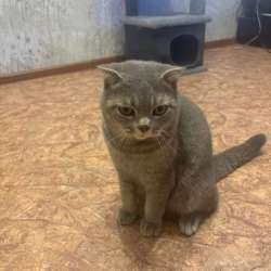 Отдам в хорошие руки кота в Уссурийске
