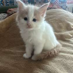 Котенок мейн-кун в Владивостоке фото 5