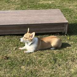Pembroke Welsh Corgi фото 6