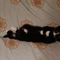 Котёнок в добрые руки в Климовске фото 3