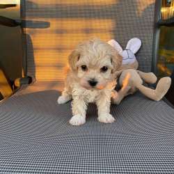 Maltipoo фото 3