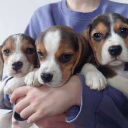 Щеночки бигля в Дзержинске фото 6