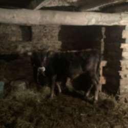 Продаю бычка годовалого в Махачкале