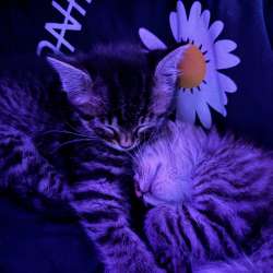 Котята?? в Чите