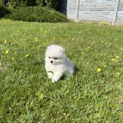 Шпиц Pommerscher spitz