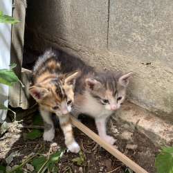 Ищем дом котятам
