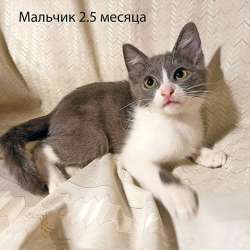 Четыре маленьких сердечка ищут хозяев в Москве фото 5