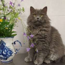 Дружные коты в добрые руки в Калуге