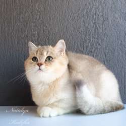 Британская кошечка фото 4