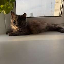 Котенок в Чебоксарах фото 4