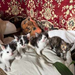 Котенок в добрые руки в Сочи