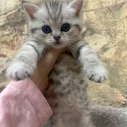 Котенок породистый